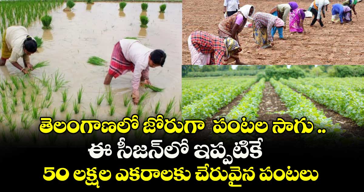 తెలంగాణలో జోరుగా పంటల సాగు .. ఈ సీజన్లో ఇప్పటికే 50 లక్షల ఎకరాలకు చేరువైన పంటలు