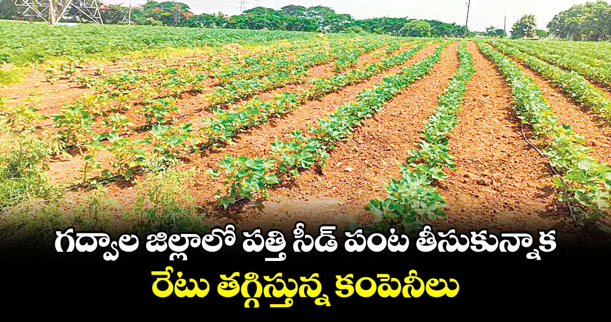 గద్వాల జిల్లాలో పత్తి సీడ్ పంట తీసుకున్నాక.. రేటు తగ్గిస్తున్న కంపెనీలు