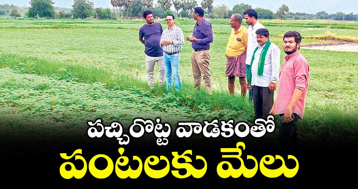 పచ్చిరొట్ట వాడకంతో పంటలకు మేలు :  డి.పుల్లయ్య 