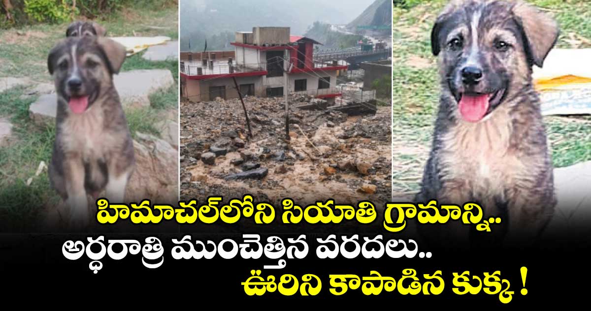 హిమాచల్లోని సియాతి గ్రామాన్ని అర్ధరాత్రి ముంచెత్తిన వరదలు.. ఊరును కాపాడిన కుక్క