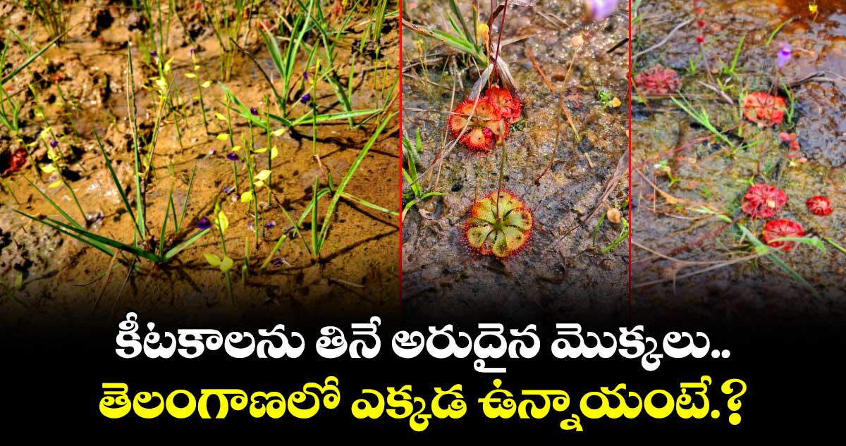 కీటకాలను తినే అరుదైన మొక్కలు .. తెలంగాణలో ఎక్కడ ఉన్నాయంటే.?