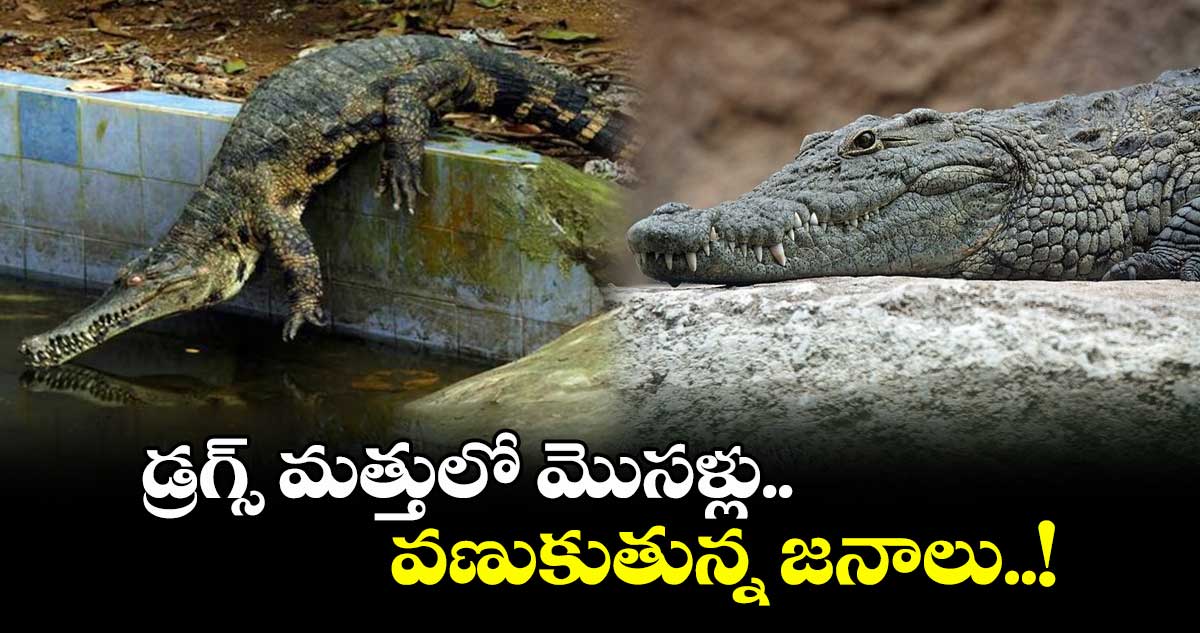 డ్రగ్స్ మత్తులో మొసళ్లు... వణుకుతున్న జనాలు..!