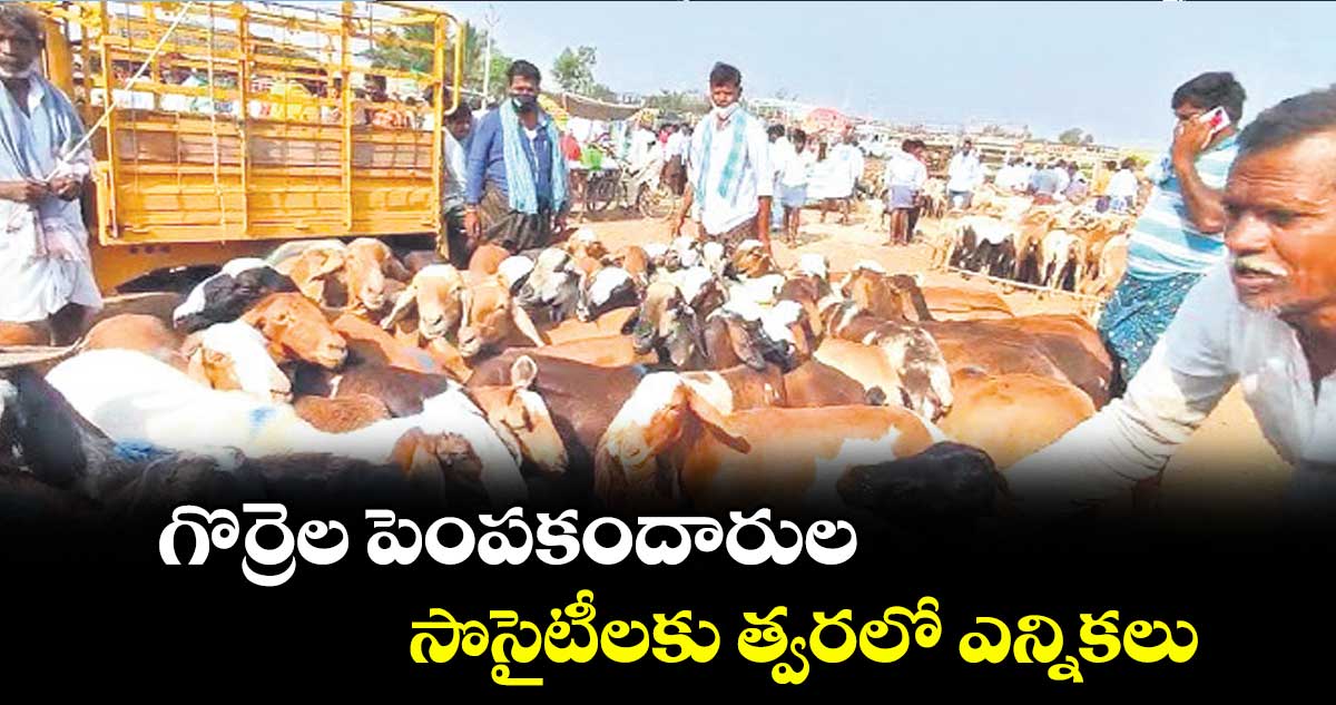 గొర్రెల పెంపకందారుల సొసైటీలకు త్వరలో ఎన్నికలు