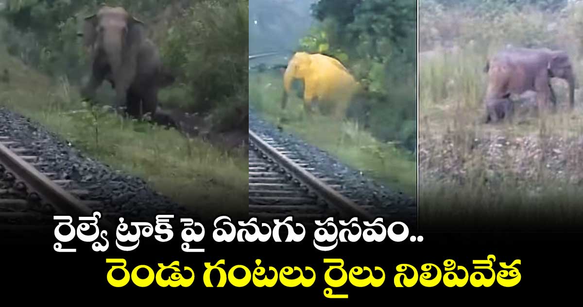 రైల్వే ట్రాక్ పై ఏనుగు ప్రసవం..  రెండు గంటలు రైలు నిలిపివేత