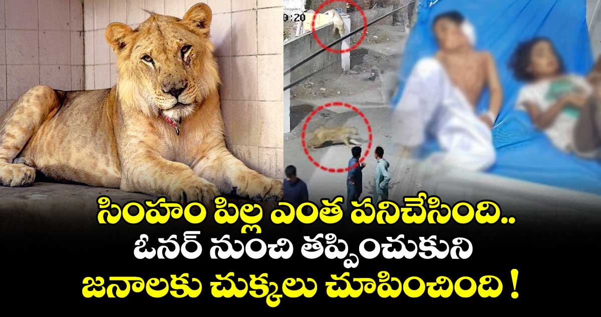 వైరల్ వీడియో : సింహం పిల్ల ఎంత పనిచేసింది.. ఓనర్ నుంచి తప్పించుకుని జనాలకు చుక్కలు చూపించింది !