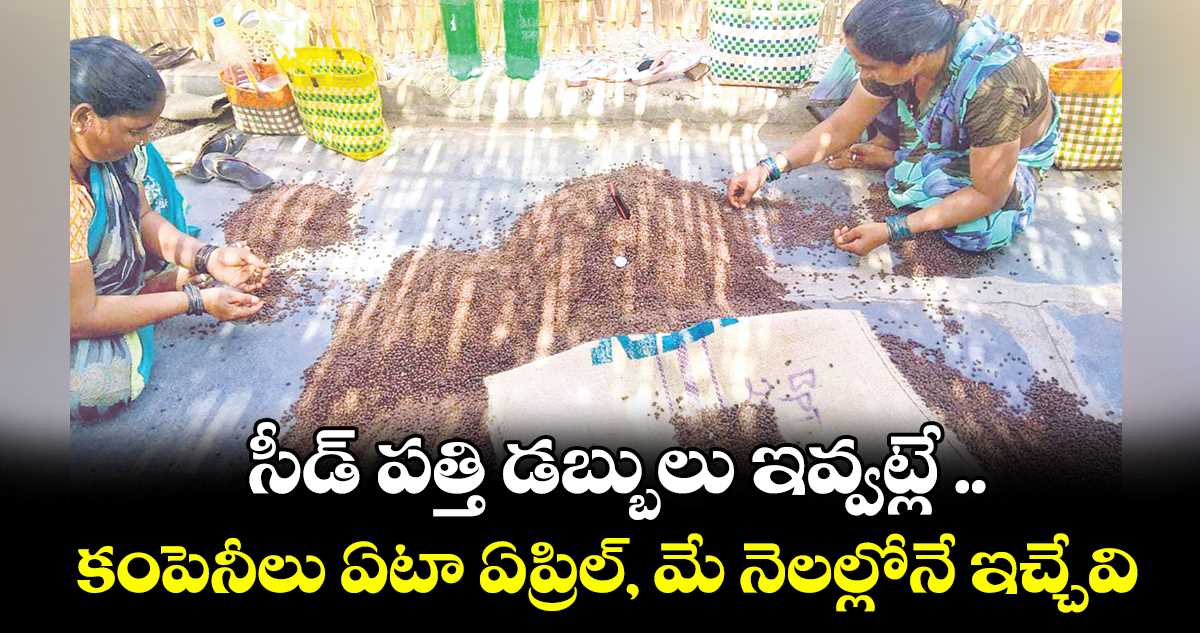 సీడ్ పత్తి డబ్బులు ఇవ్వట్లే .. కంపెనీలు ఏటా ఏప్రిల్, మే నెలల్లోనే ఇచ్చేవి