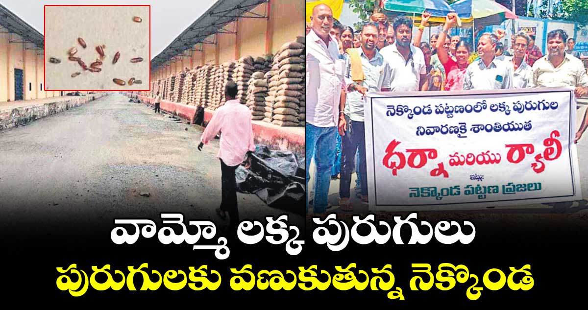 వామ్మో లక్క పురుగులు .. పురుగులకు వణుకుతున్న నెక్కొండ