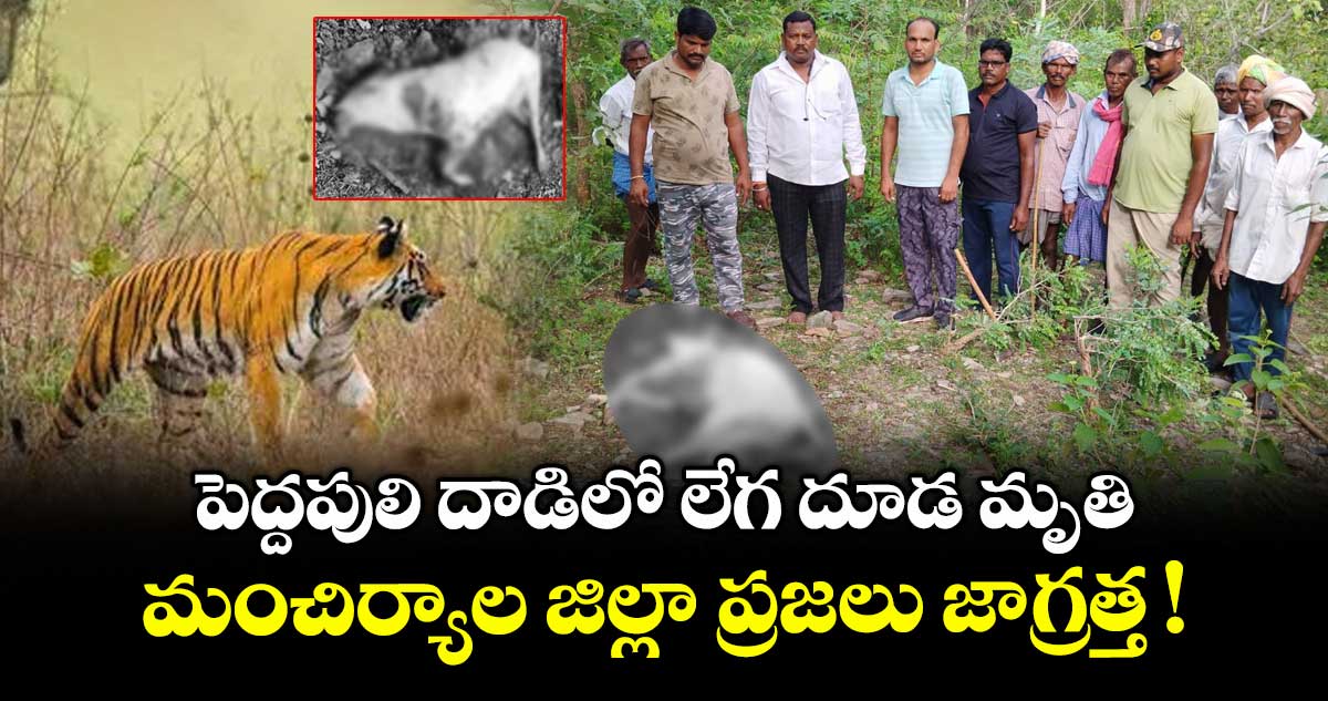 పెద్దపులి దాడిలో లేగ దూడ మృతి.. మంచిర్యాల జిల్లా ప్రజలు జాగ్రత్త !