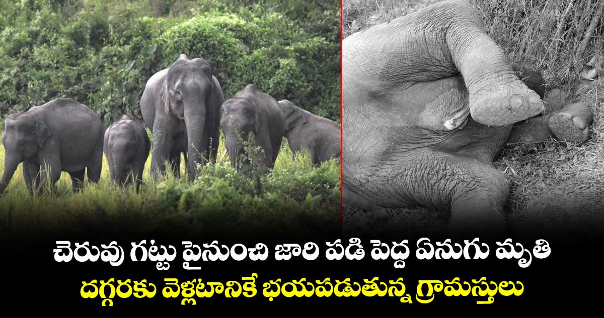 చెరువు గట్టు పైనుంచి జారి పడి పెద్ద ఏనుగు మృతి : దగ్గరకు వెళ్లటానికే భయపడుతున్న గ్రామస్తులు