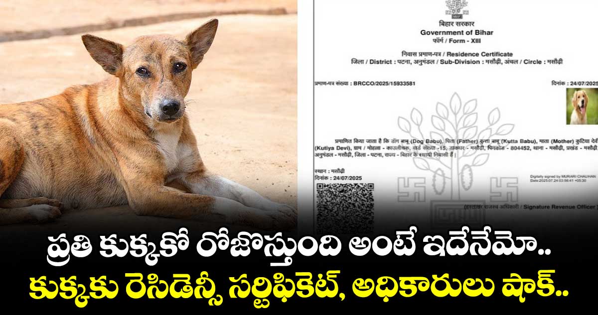 ప్రతి కుక్కకో రోజొస్తుంది అంటే ఇదేనేమో.. కుక్కకు రెసిడెన్సీ సర్టిఫికెట్, అధికారులు షాక్..
