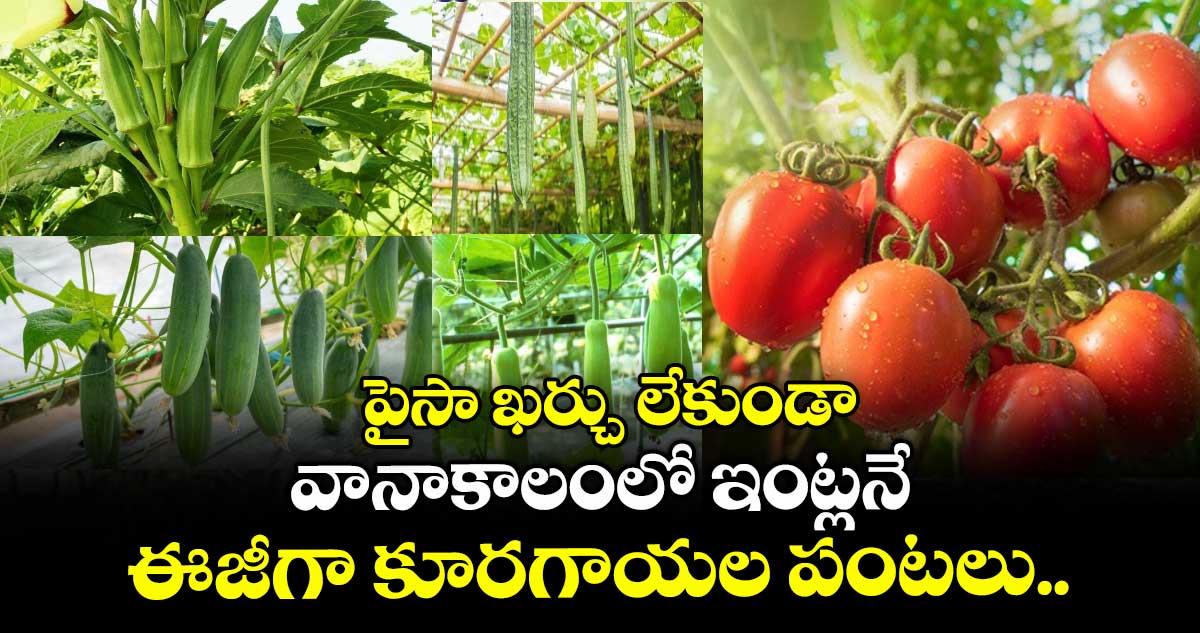 పైసా ఖర్చు లేకుండా... వానాకాలంలో ఇంట్లనే ఈజీగా కూరగాయల పంటలు..
