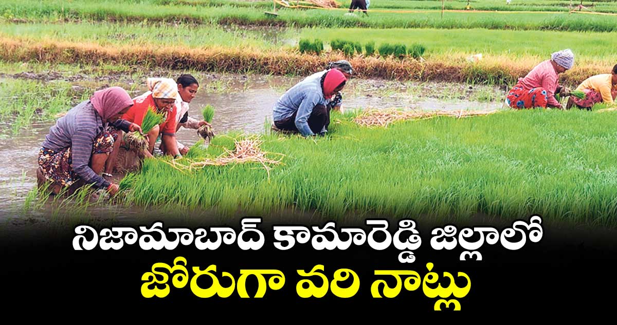 నిజామాబాద్ కామారెడ్డి జిల్లాలో జోరుగా వరి నాట్లు