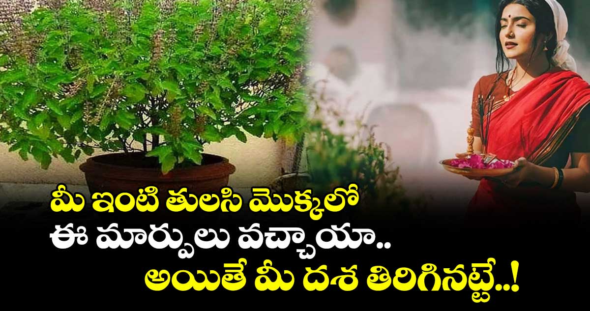 ఆధ్యాత్మికం: మీ ఇంటి తులసి మొక్కలో ఈ మార్పులు వచ్చాయా.. అయితే మీ దశ తిరిగినట్టే..!