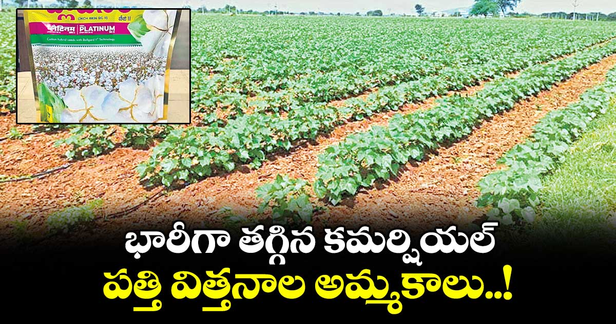 భారీగా తగ్గిన కమర్షియల్ పత్తి విత్తనాల అమ్మకాలు..!