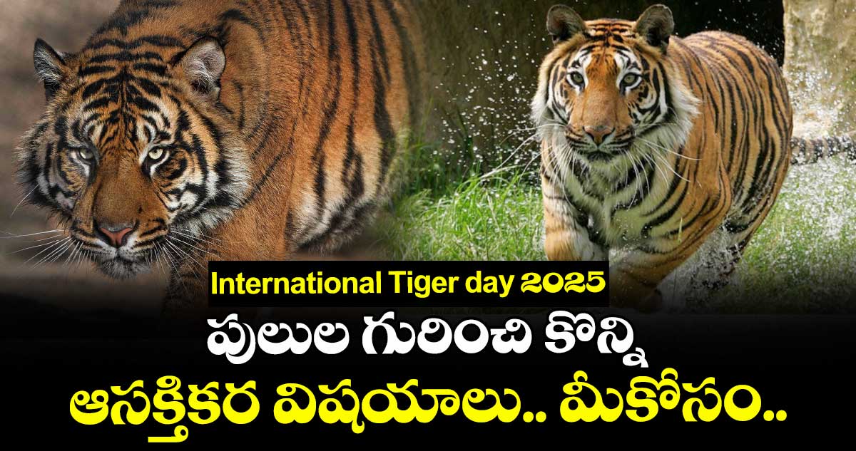 International Tiger day2025:   పులుల గురించి కొన్ని ఆసక్తికర విషయాలు.. మీకోసం..