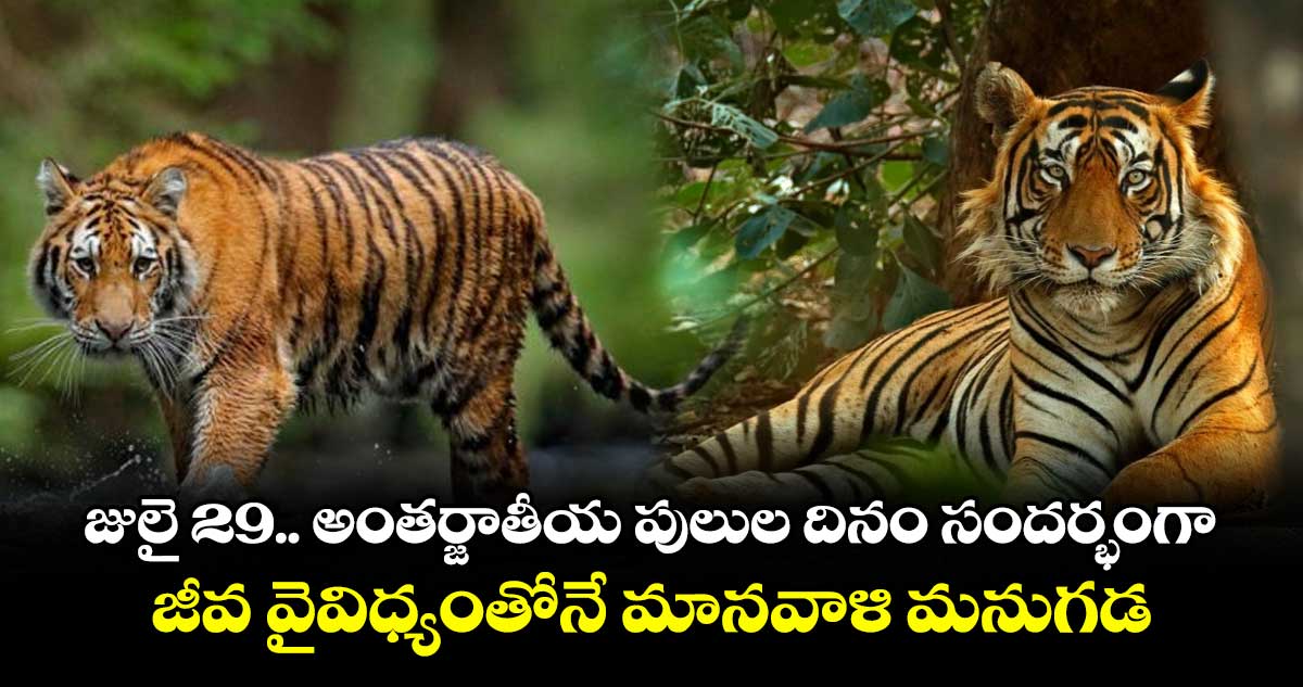 జులై 29.. అంతర్జాతీయ పులుల దినం సందర్భంగా .. జీవ వైవిధ్యంతోనే మానవాళి మనుగడ