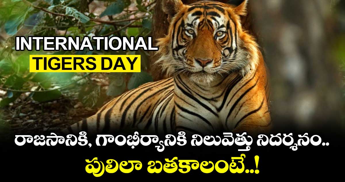Global Tiger day 2025 : రాజసానికి, గాంభీర్యానికి నిలువెత్తు నిదర్శనం.. పులిలా బతకాలంటే..!