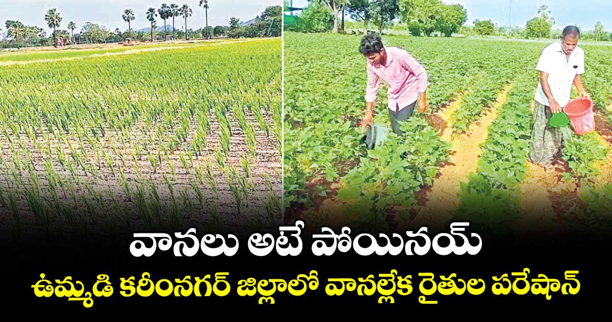 వానలు అటే పోయినయ్ .. ఉమ్మడి కరీంనగర్ జిల్లాలో వానల్లేక రైతుల పరేషాన్
