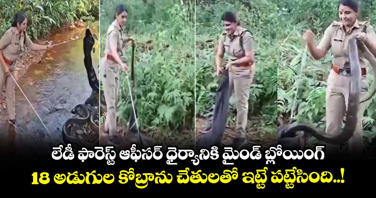 లేడీ ఫారెస్ట్ ఆఫీసర్ ధైర్యానికి మైండ్ బ్లోయింగ్ : 18 అడుగుల కోబ్రాను చేతులతో ఇట్టే పట్టేసింది..!