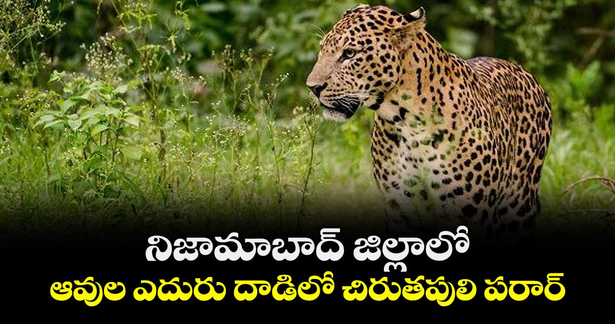 నిజామాబాద్ జిల్లాలో ఆవుల ఎదురు దాడిలో చిరుతపులి పరార్