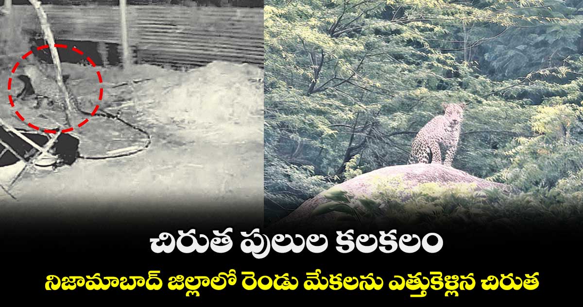  చిరుత పులుల కలకలం..నిజామాబాద్ జిల్లాలో రెండు మేకలను ఎత్తుకెళ్లిన చిరుత 