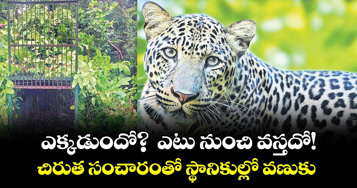 ఎక్కడుందో? ఎటు నుంచి వస్తదో! .. చిరుత సంచారంతో స్థానికుల్లో వణుకు