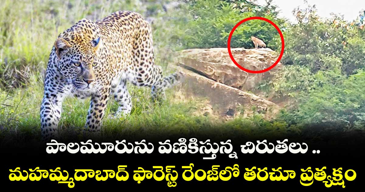 పాలమూరును వణికిస్తున్న చిరుతలు .. మహమ్మదాబాద్ ఫారెస్ట్ రేంజ్లో తరచూ ప్రత్యక్షం