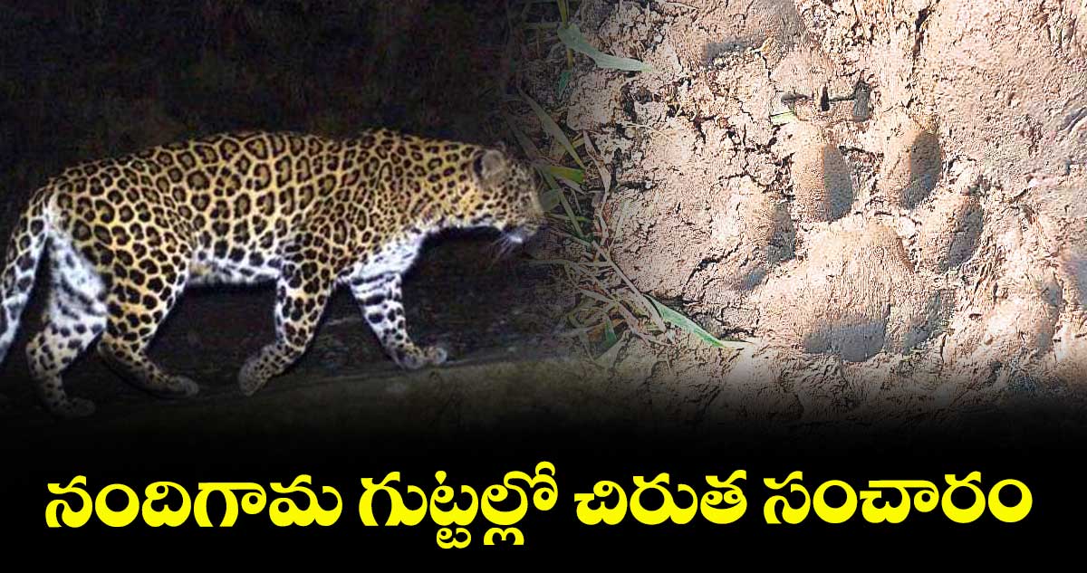 నందిగామ గుట్టల్లో చిరుత సంచారం  