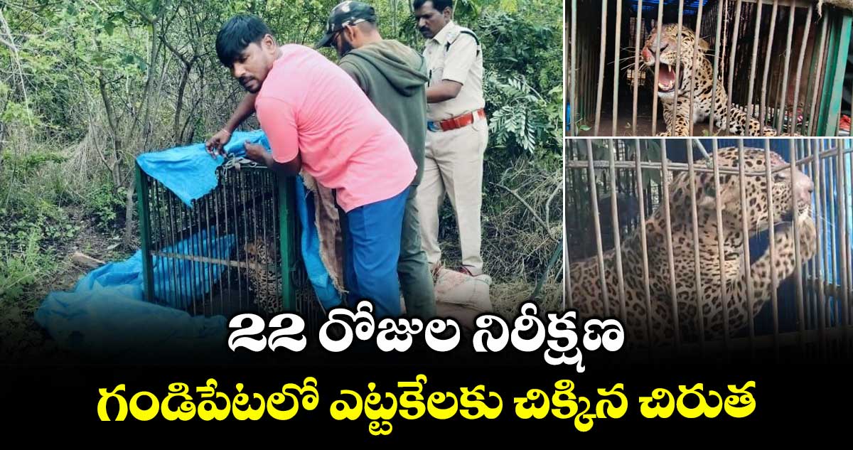 22 రోజుల నిరీక్షణ..గండిపేటలో ఎట్టకేలకు చిక్కిన చిరుత