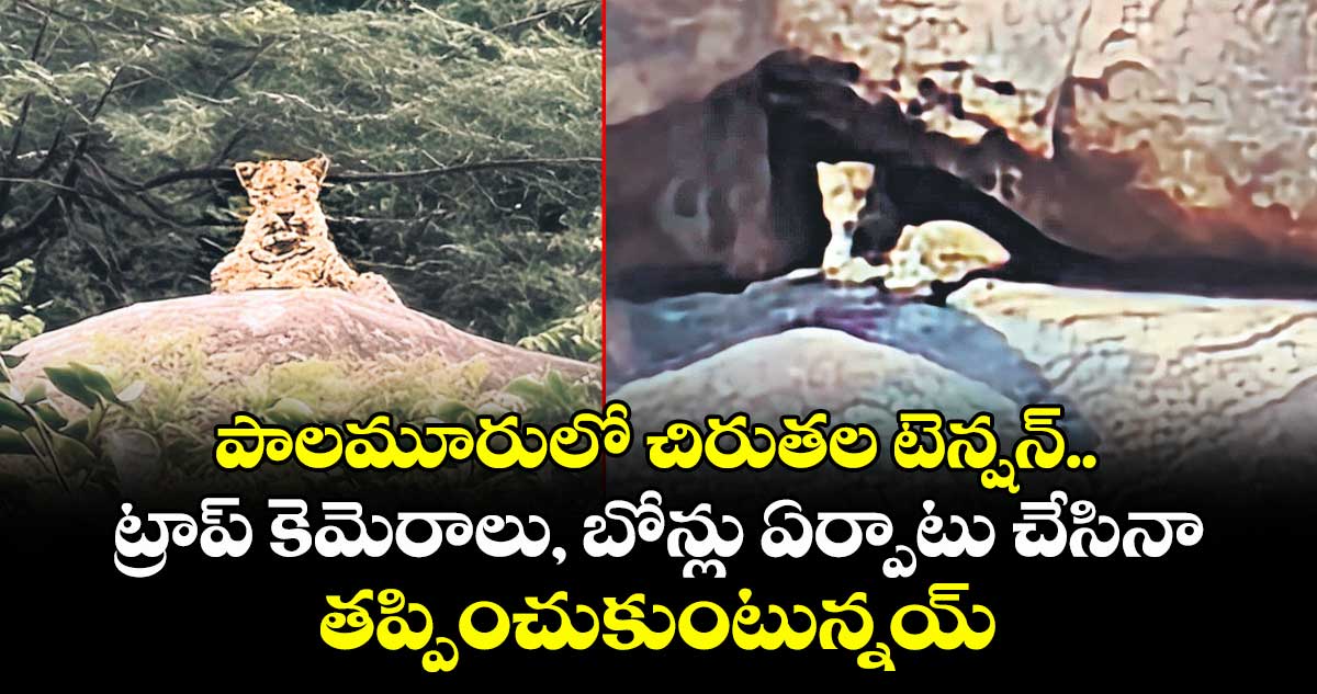 పాలమూరులో చిరుతల టెన్షన్.. ట్రాప్ కెమెరాలు, బోన్లు ఏర్పాటు చేసినా తప్పించుకుంటున్నయ్