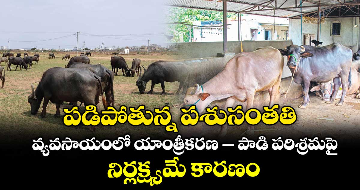 పడిపోతున్న పశుసంతతి .. వ్యవసాయంలో యాంత్రీకరణ – పాడి పరిశ్రమపై నిర్లక్ష్యమే కారణం