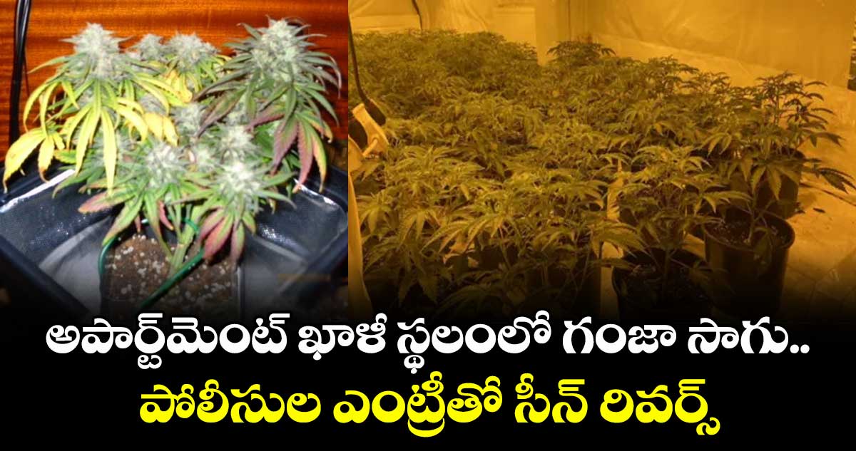  అపార్ట్మెంట్ ఖాళీ స్థలంలో గంజా సాగు.. పోలీసుల ఎంట్రీతో సీన్ రివర్స్
