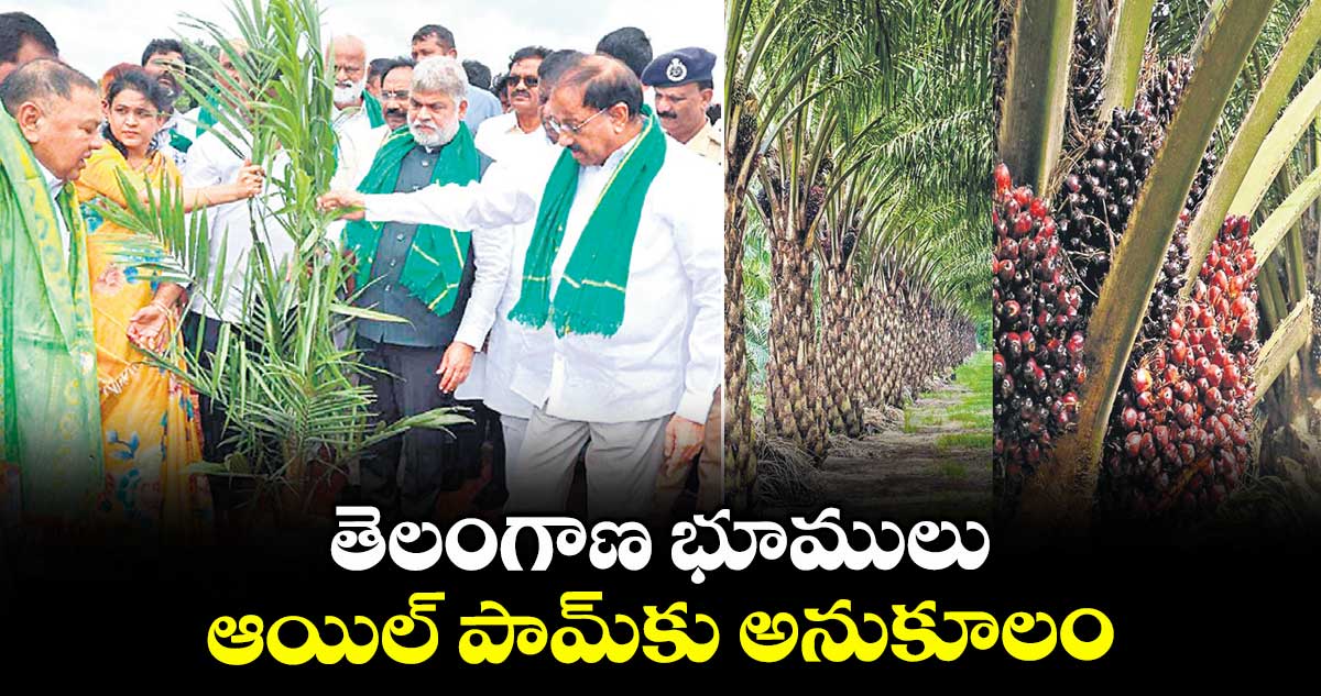 తెలంగాణ భూములు ఆయిల్ పామ్కు అనుకూలం : మంత్రి తుమ్మల నాగేశ్వర్రావు 