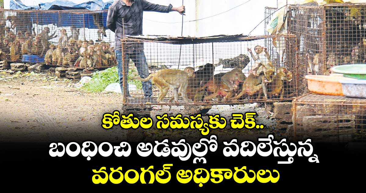 కోతుల సమస్యకు చెక్.. బంధించి అడవుల్లో వదిలేస్తున్న వరంగల్ అధికారులు