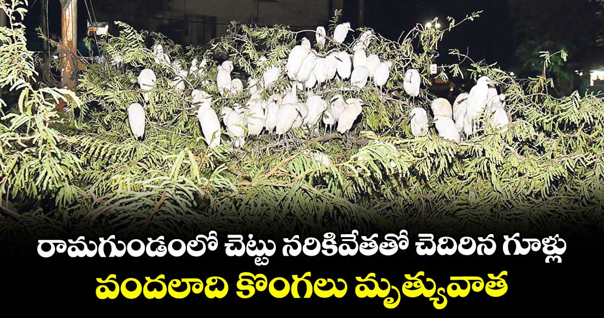 రామగుండంలో చెట్టు నరికివేతతో చెదిరిన గూళ్లు..వందలాది కొంగలు మృత్యువాత