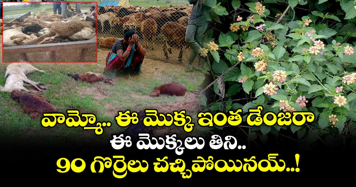 వామ్మో.. ఈ మొక్క ఇంత డేంజరా.. ఈ మొక్కలు తిని 90 గొర్రెలు చచ్చిపోయినయ్..!