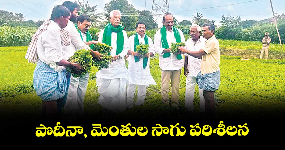 పొదీనా, మెంతుల సాగు పరిశీలన