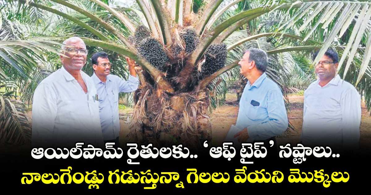 ఆయిల్‌‌‌‌పామ్‌‌‌‌ రైతులకు.. ‘ఆఫ్‌‌‌‌ టైప్‌‌‌‌’ నష్టాలు..నాలుగేండ్లు గడుస్తున్నా గెలలు వేయని మొక్కలు