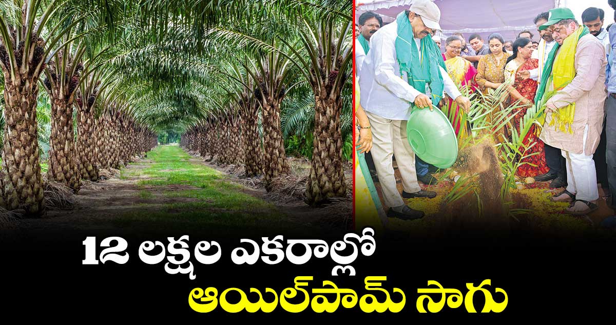 12 లక్షల ఎకరాల్లో ఆయిల్‌‌పామ్‌‌ సాగు : మంత్రి తుమ్మల నాగేశ్వరరావు