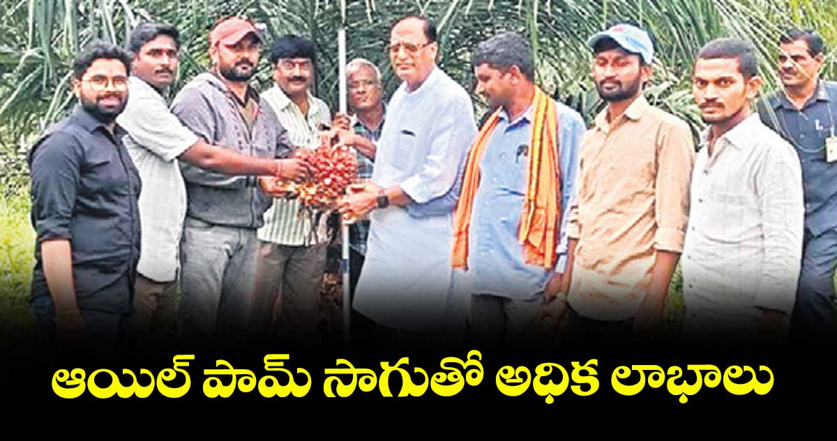 ఆయిల్ పామ్ సాగుతో అధిక లాభాలు