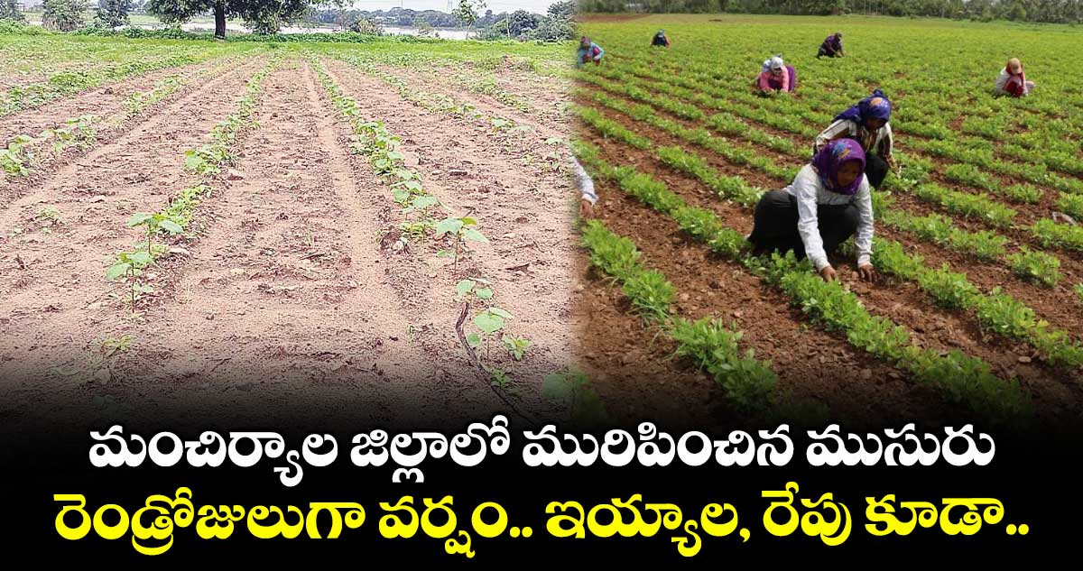 మంచిర్యాల జిల్లాలో మురిపించిన ముసురు .. రెండ్రోజులుగా వర్షం.. ఇయ్యాల, రేపు కూడా..