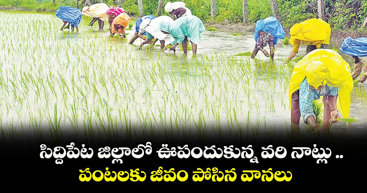 సిద్దిపేట జిల్లాలో ఊపందుకున్న వరి నాట్లు .. పంటలకు జీవం పోసిన వానలు