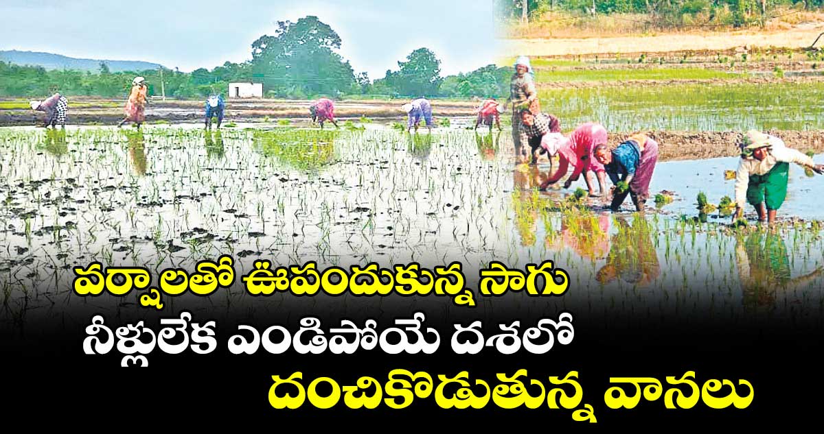 వర్షాలతో ఊపందుకున్న సాగు .. నీళ్లులేక ఎండిపోయే దశలో దంచికొడుతున్న వానలు