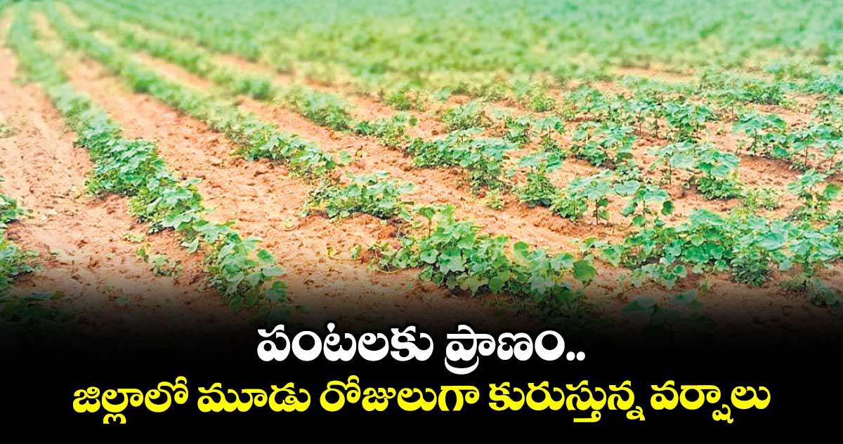 పంటలకు ప్రాణం జిల్లాలో మూడు రోజులుగా కురుస్తున్న వర్షాలు