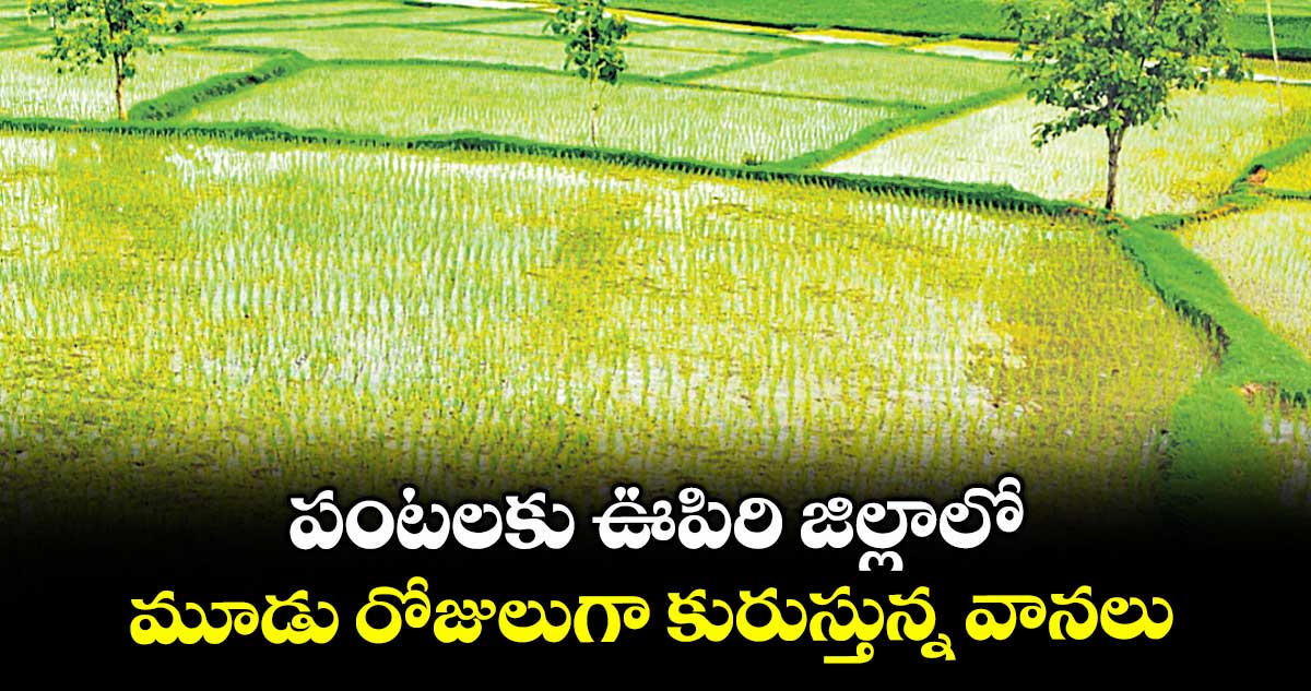పంటలకు ఊపిరి జిల్లాలో మూడు రోజులుగా కురుస్తున్న వానలు