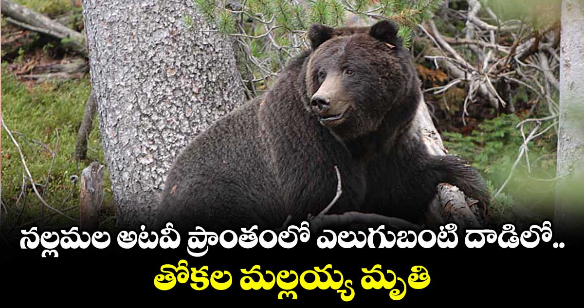 నల్లమల అటవీ ప్రాంతంలో ఎలుగుబంటి దాడిలో.. తోకల మల్లయ్య మృతి