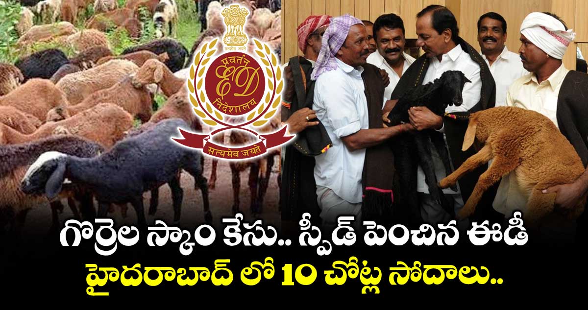 గొర్రెల స్కాం కేసులో  స్పీడ్ పెంచిన ఈడీ..హైదరాబాద్ లో 10 చోట్ల  సోదాలు.....