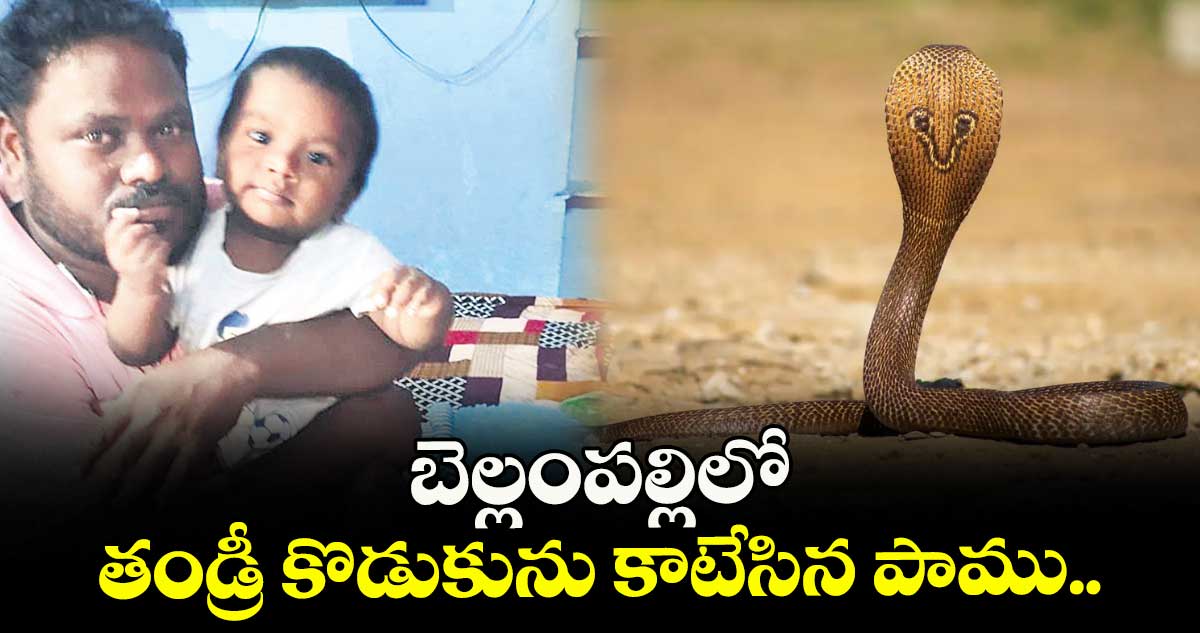 బెల్లంపల్లిలో తండ్రీ కొడుకును కాటేసిన పాము..