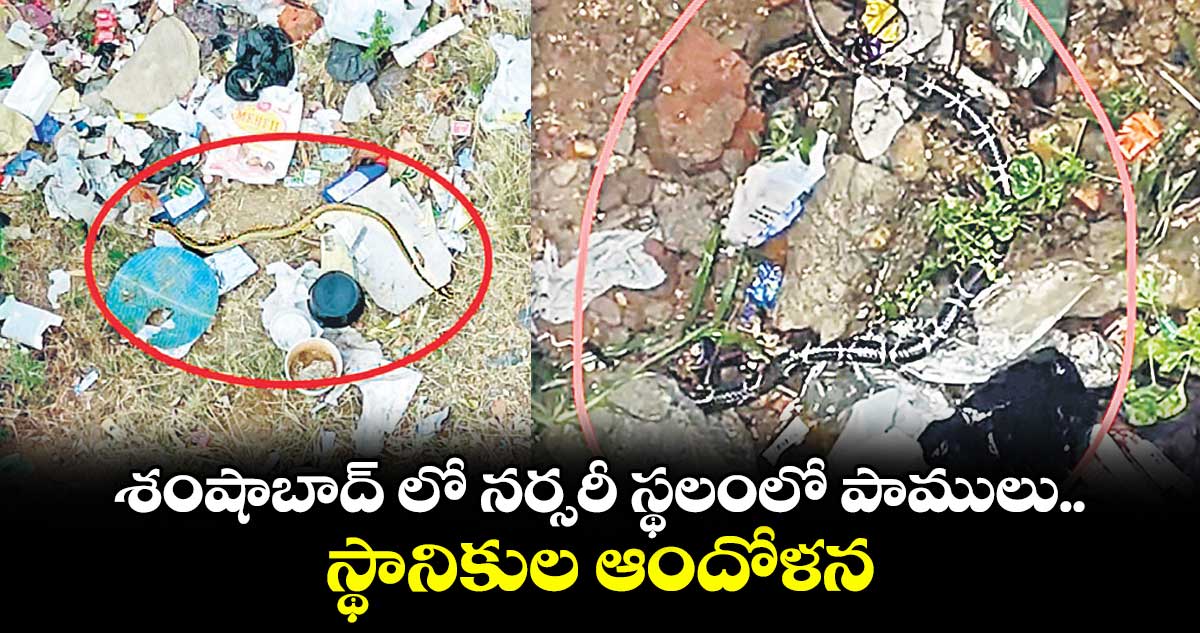 శంషాబాద్ లో నర్సరీ స్థలంలో పాములు.. స్థానికుల ఆందోళన