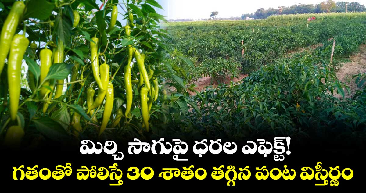 మిర్చి సాగుపై ధరల ఎఫెక్ట్! .. గతంతో పోలిస్తే 30 శాతం తగ్గిన పంట విస్తీర్ణం